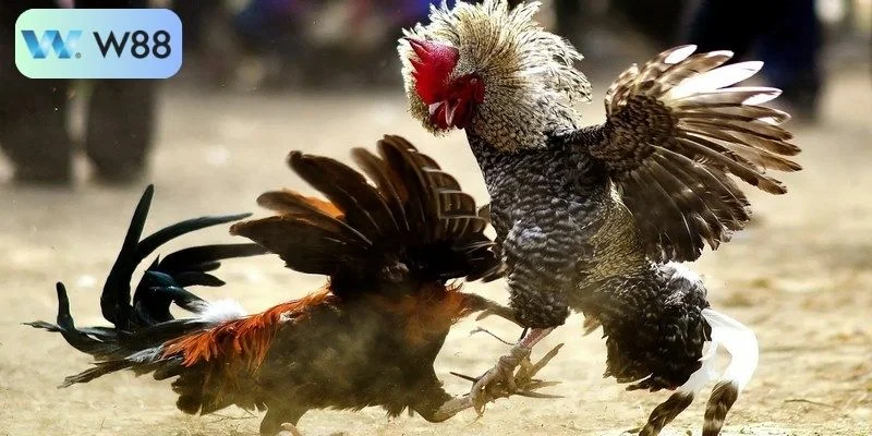 Những ưu điểm nổi trội có tại sảnh đá gà W88